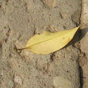 老涩批视频在线
